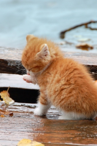 Das Small Orange Kitten In Rain Wallpaper 320x480
