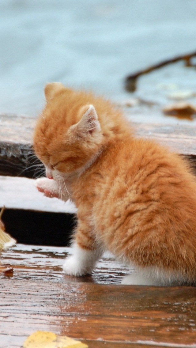 Das Small Orange Kitten In Rain Wallpaper 640x1136