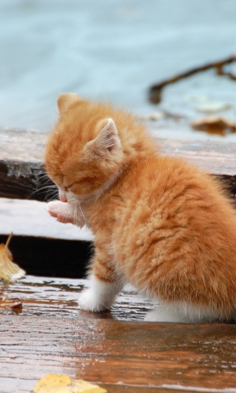 Обои Small Orange Kitten In Rain 768x1280