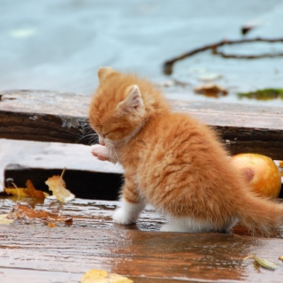 Kostenloses Small Orange Kitten In Rain Wallpaper für iPad 3