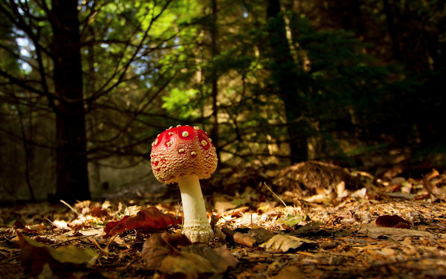 Обои Red Mushroom 1440x900
