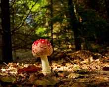 Das Red Mushroom Wallpaper 220x176