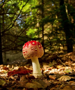 Red Mushroom - Obrázkek zdarma pro Nokia C3-01