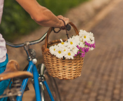 Sfondi Flowers In Bicycle Basket 176x144