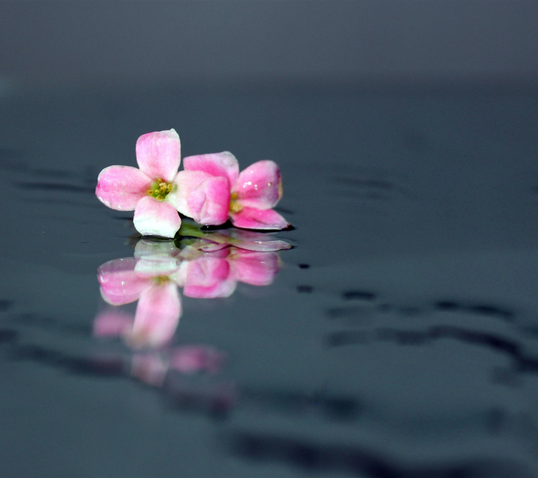 Обои Pink Flowers On Water 1080x960