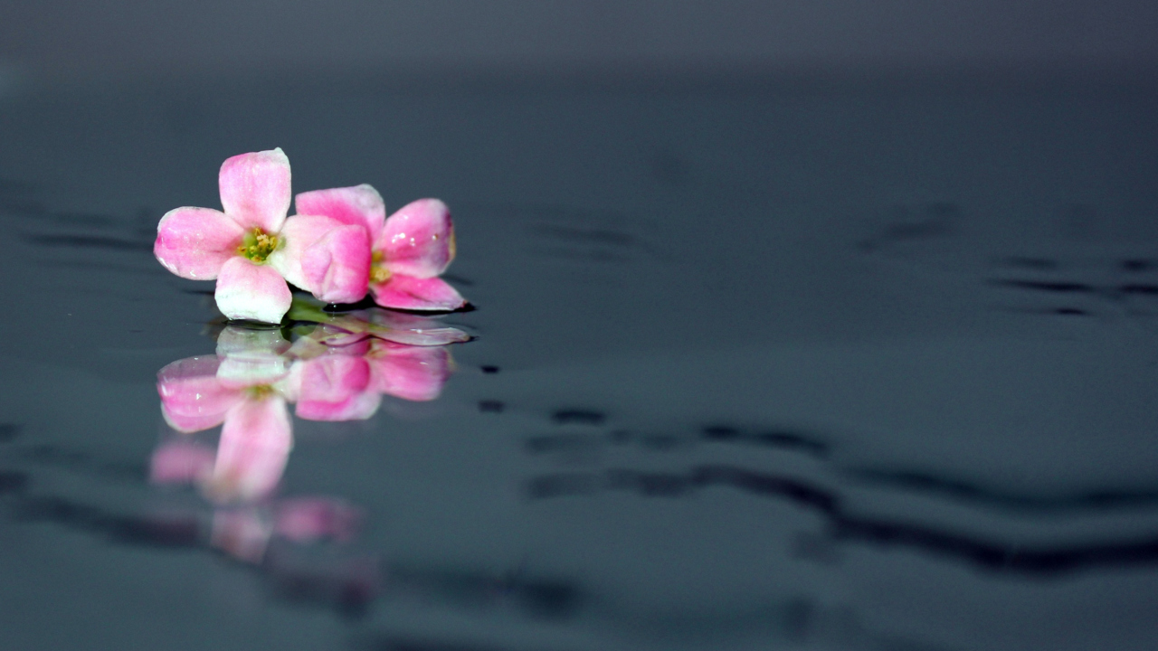 Screenshot №1 pro téma Pink Flowers On Water 1280x720