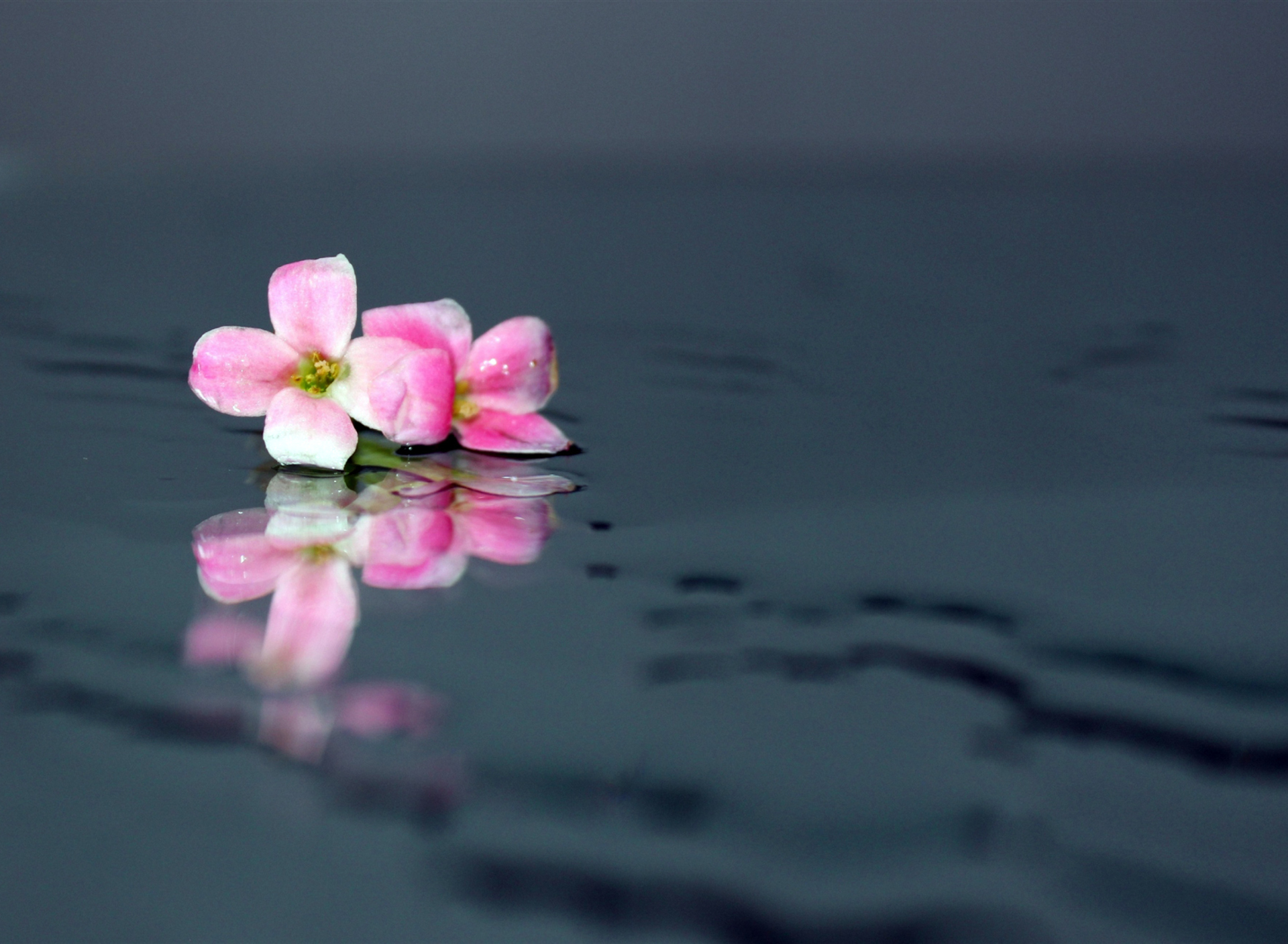 Screenshot №1 pro téma Pink Flowers On Water 1920x1408