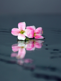 Screenshot №1 pro téma Pink Flowers On Water 240x320