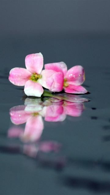 Sfondi Pink Flowers On Water 360x640