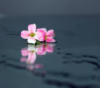 Pink Flowers On Water - Obrázkek zdarma pro 2048x2048