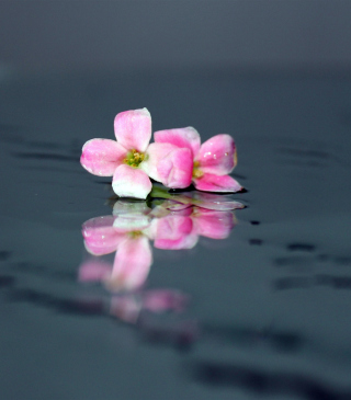 Pink Flowers On Water - Obrázkek zdarma pro Nokia X7
