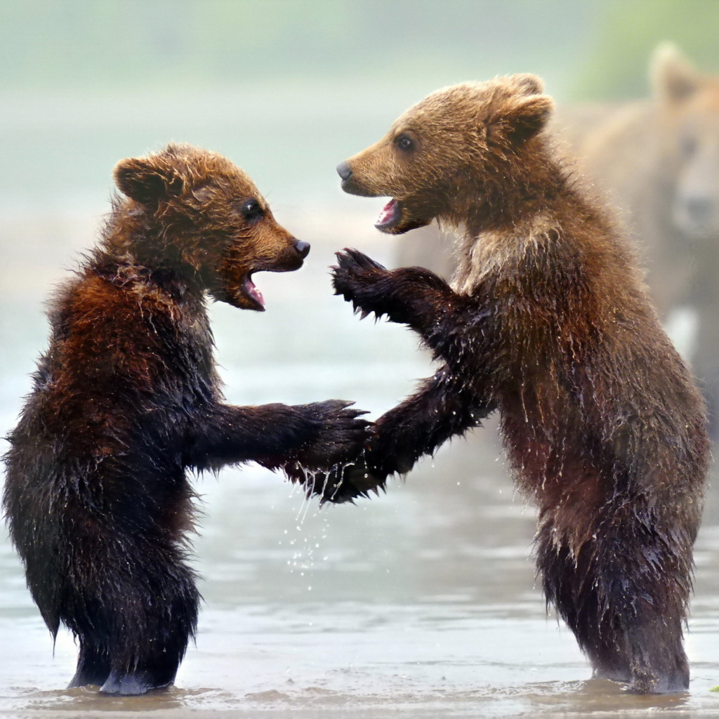 Обои Funny Bears 1024x1024