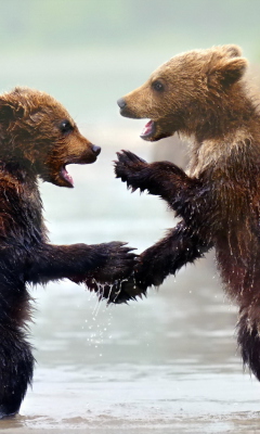 Funny Bears screenshot #1 240x400
