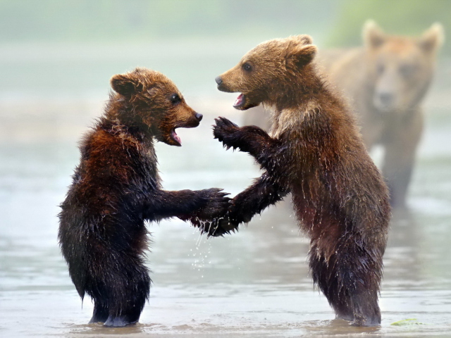 Funny Bears wallpaper 640x480