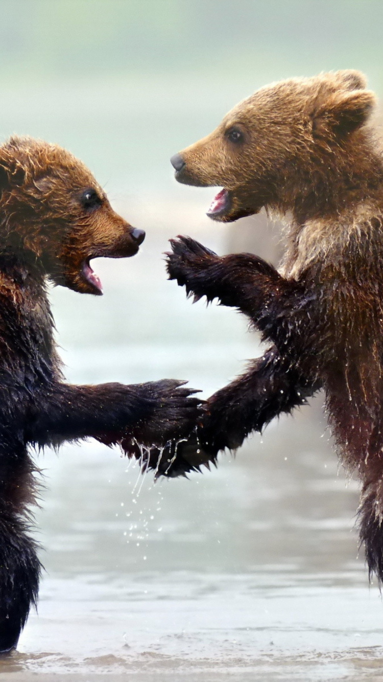 Funny Bears wallpaper 750x1334