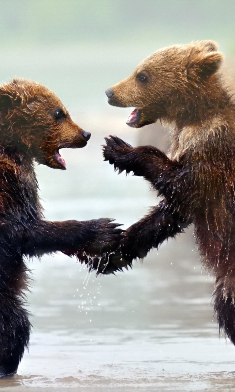 Screenshot №1 pro téma Funny Bears 768x1280