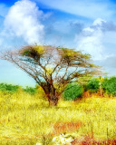 Screenshot №1 pro téma Savanna in Namibia 128x160