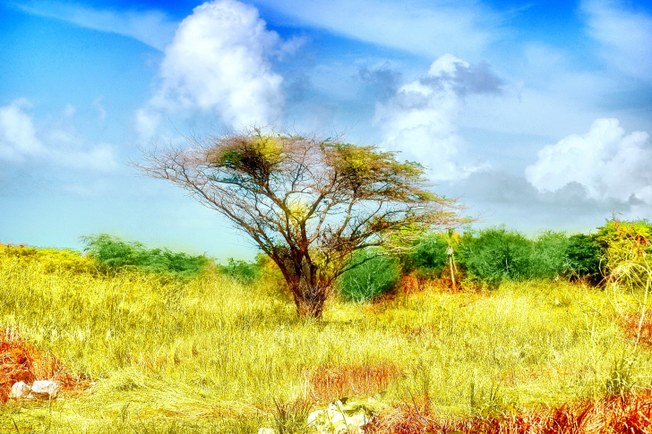 Savanna in Namibia wallpaper