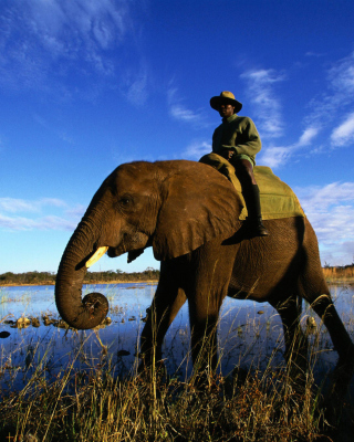 Elephant - Obrázkek zdarma pro iPhone 5