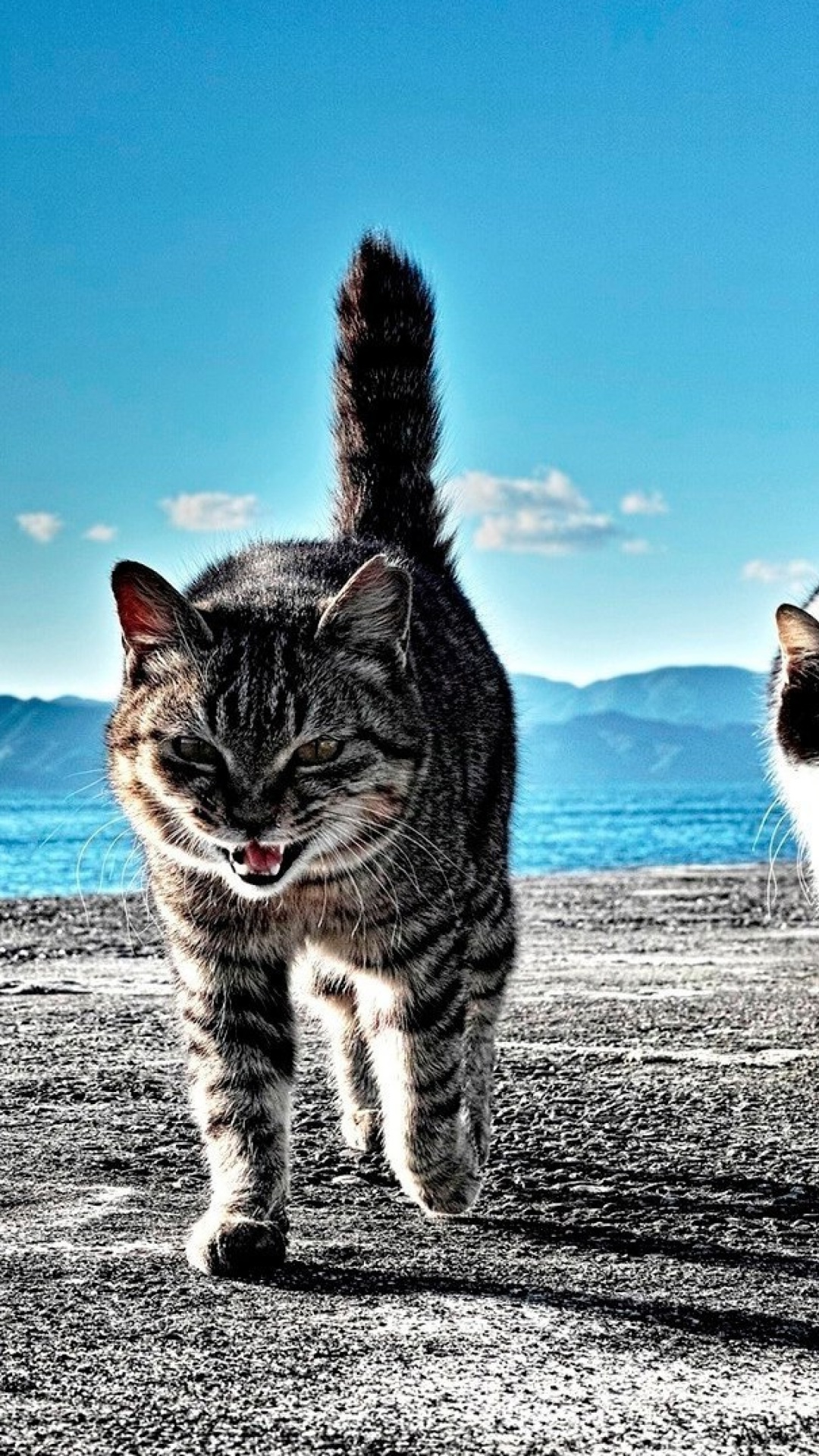 Fondo de pantalla Outdoor Cats 1080x1920