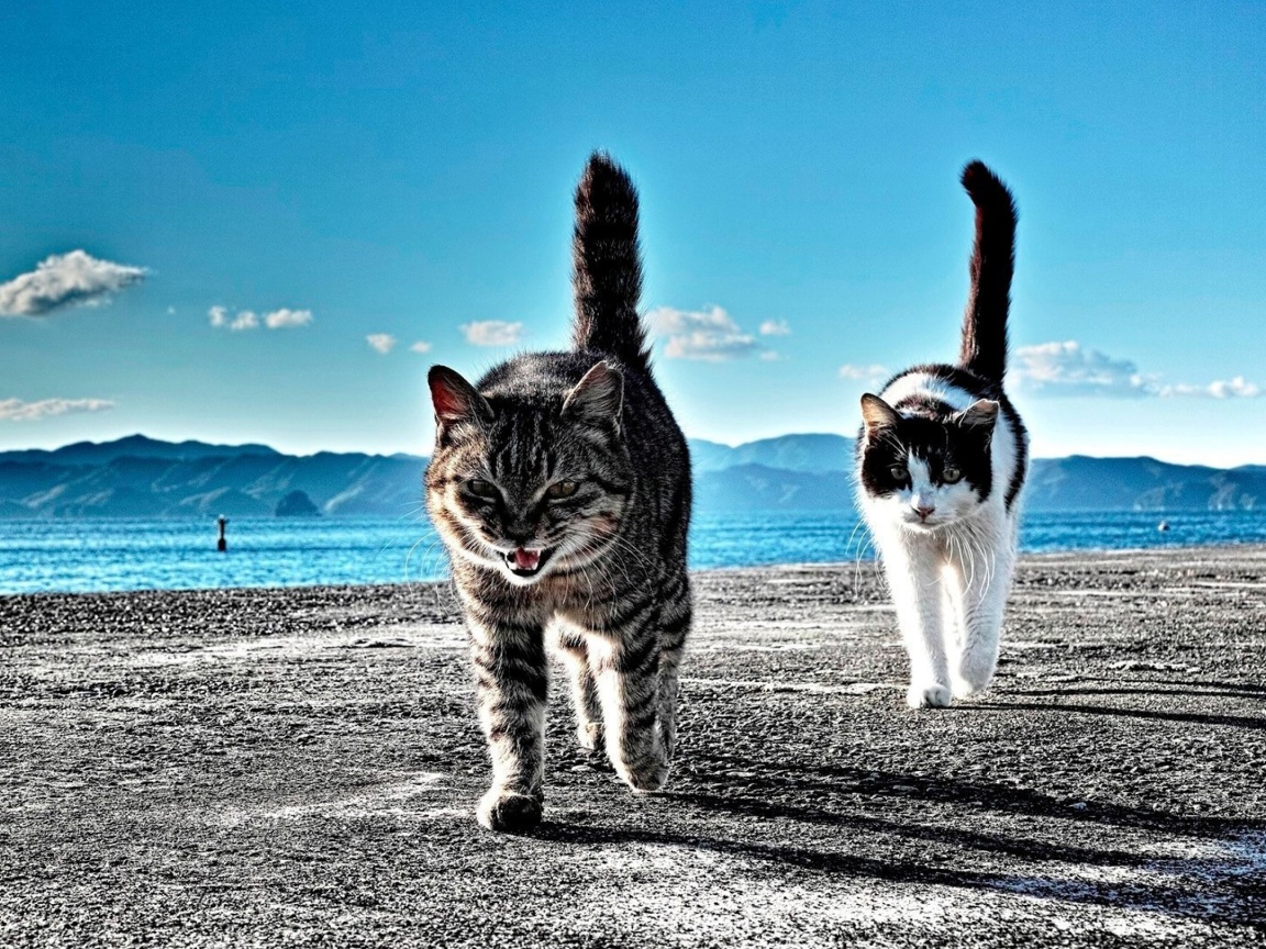 Outdoor Cats screenshot #1 1152x864