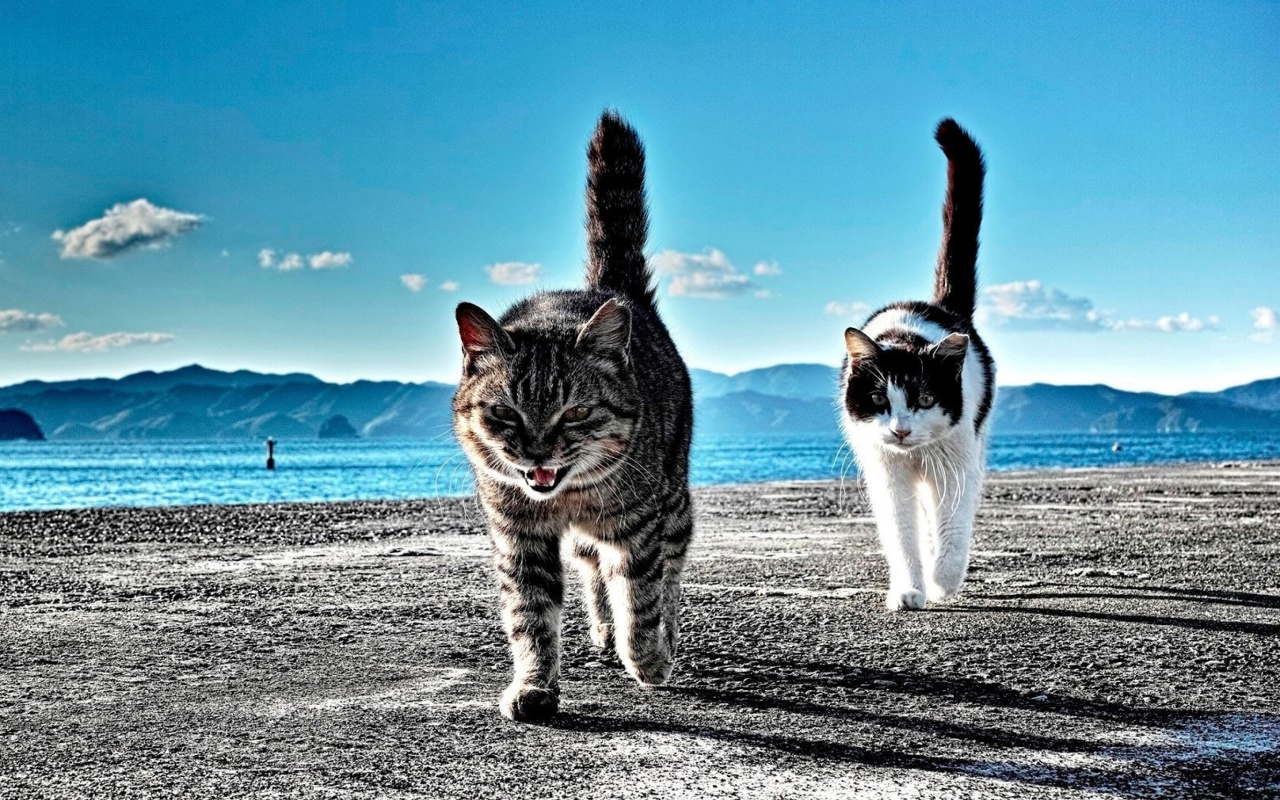 Das Outdoor Cats Wallpaper 1280x800