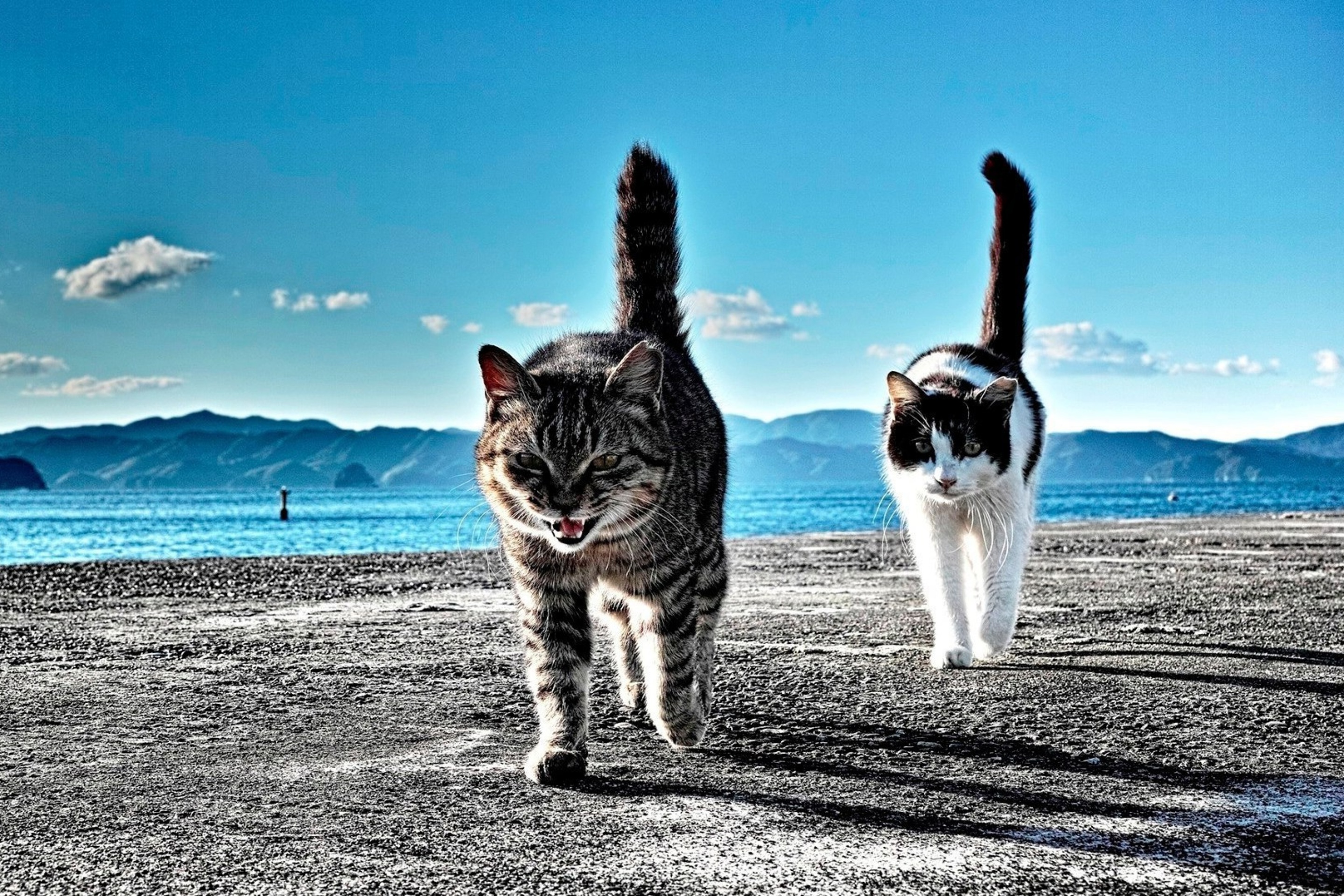 Outdoor Cats wallpaper 2880x1920