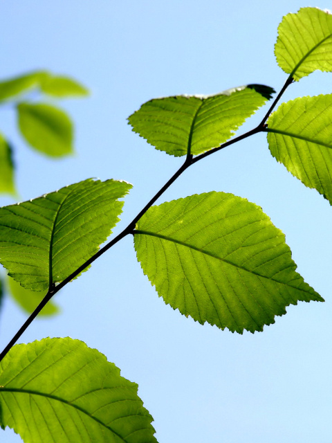 Green Leaf screenshot #1 480x640