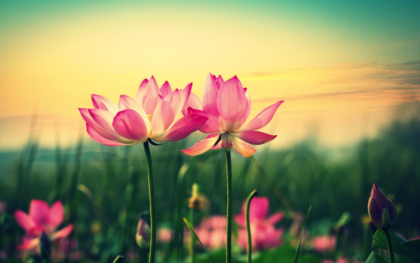 Fondo de pantalla Pink Flowers At Sunset 1440x900