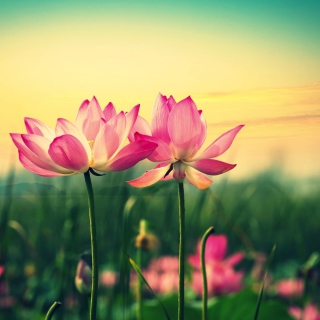 Pink Flowers At Sunset - Obrázkek zdarma pro 128x128