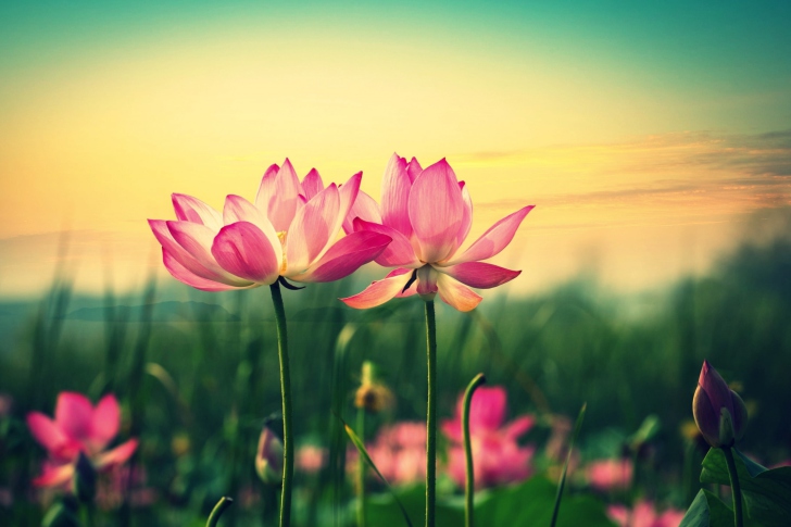 Pink Flowers At Sunset wallpaper