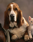 Fondo de pantalla Basset Dog and Kitten 128x160
