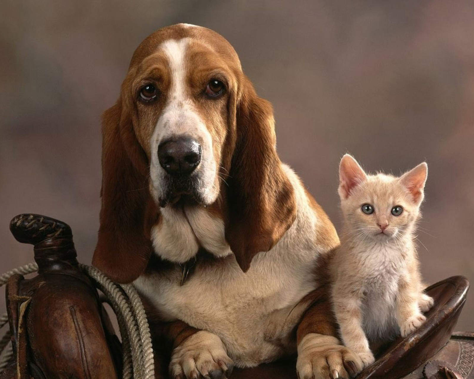 Fondo de pantalla Basset Dog and Kitten 1600x1280