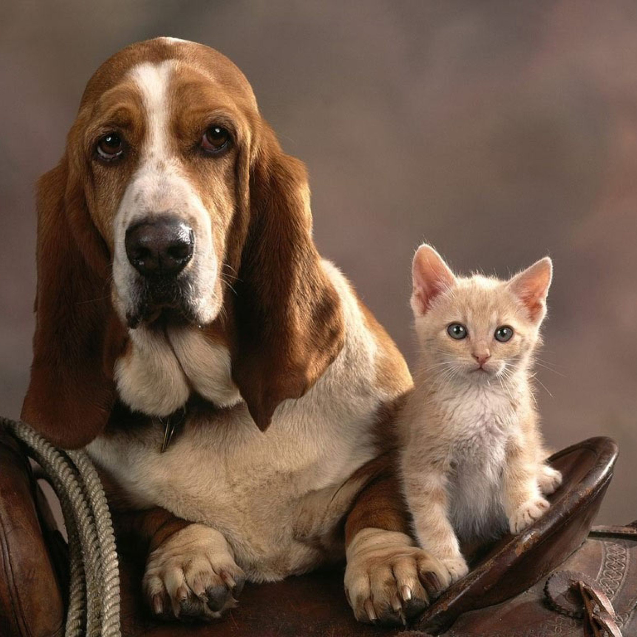 Screenshot №1 pro téma Basset Dog and Kitten 2048x2048