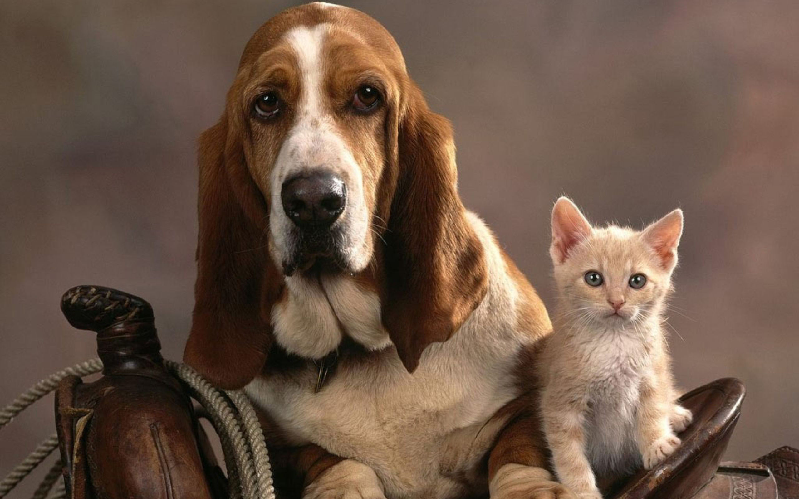 Screenshot №1 pro téma Basset Dog and Kitten 2560x1600