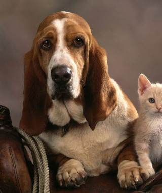 Basset Dog and Kitten - Obrázkek zdarma pro 240x320