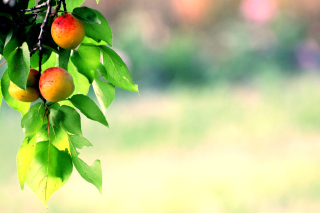 Apricots Picture for Android, iPhone and iPad