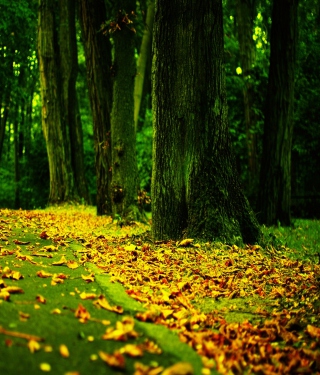 Fantastic Autumn - Obrázkek zdarma pro iPhone 4S