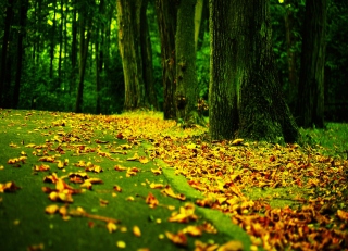 Fantastic Autumn - Obrázkek zdarma pro Desktop Netbook 1024x600