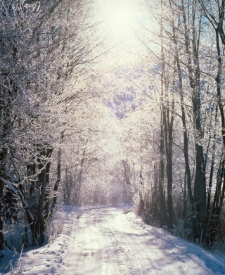 Snowy Woods In Switzerland - Obrázkek zdarma pro Nokia X1-00