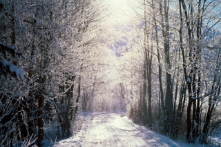 Snowy Woods In Switzerland - Obrázkek zdarma pro 220x176