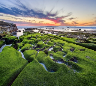 Pacific Ocean - Green Shore - Obrázkek zdarma pro iPad Air