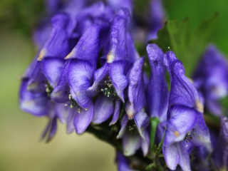 Fondo de pantalla Purple Flowers 320x240