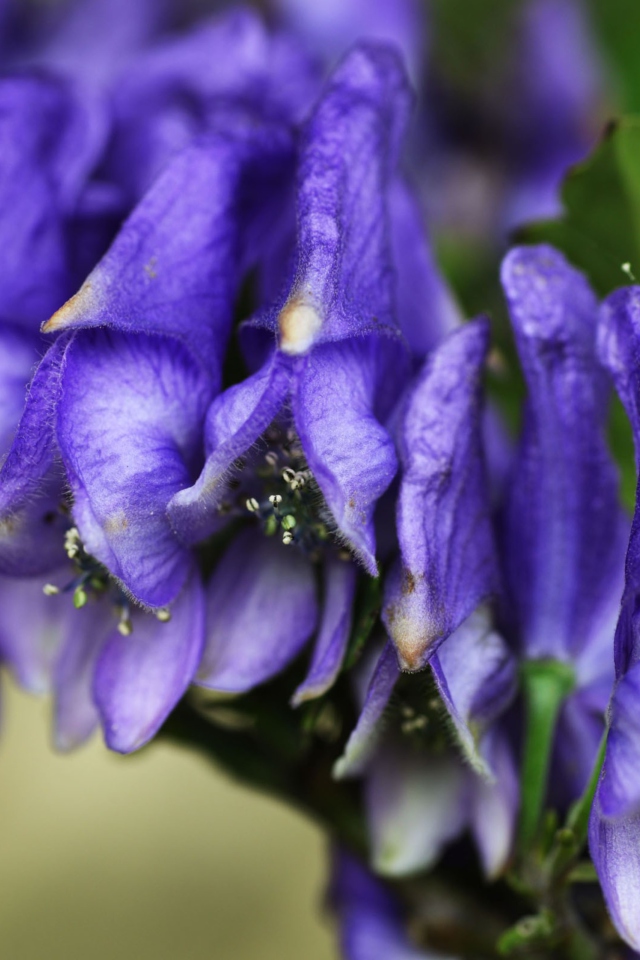 Fondo de pantalla Purple Flowers 640x960