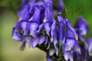 Purple Flowers - Obrázkek zdarma pro Samsung Galaxy Ace 4