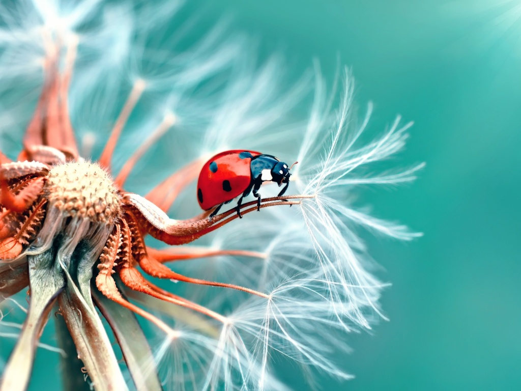 Fondo de pantalla Ladybug in Dandelion 1024x768