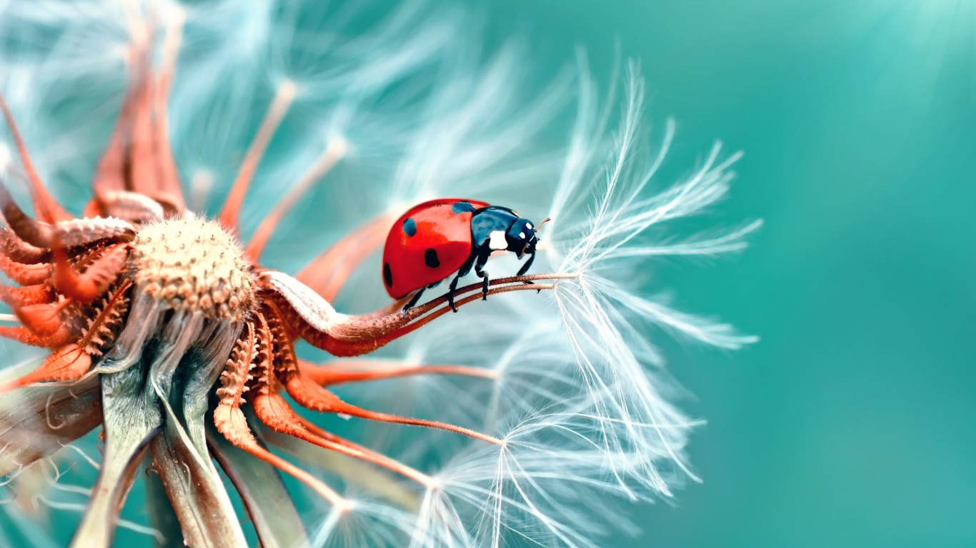 Обои Ladybug in Dandelion 1366x768