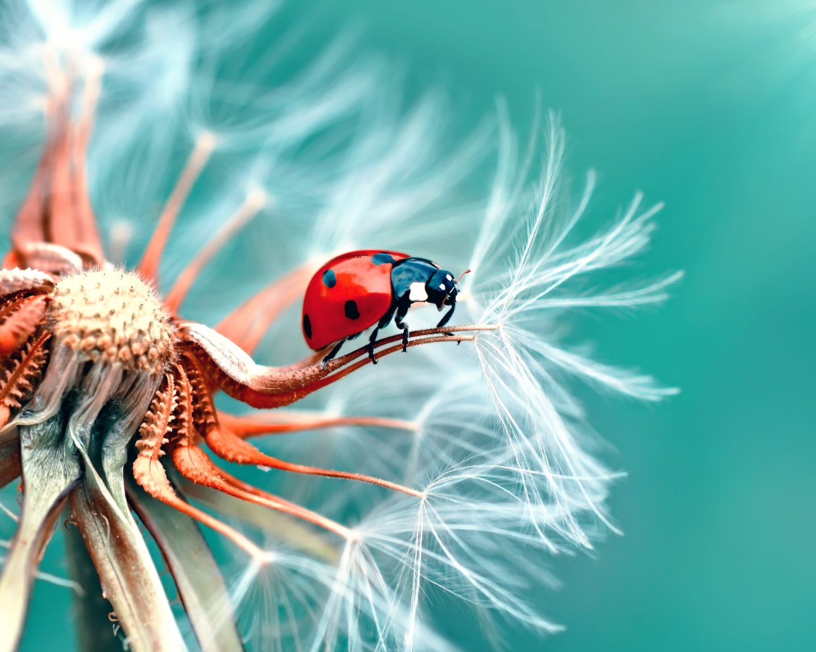 Das Ladybug in Dandelion Wallpaper 1600x1280