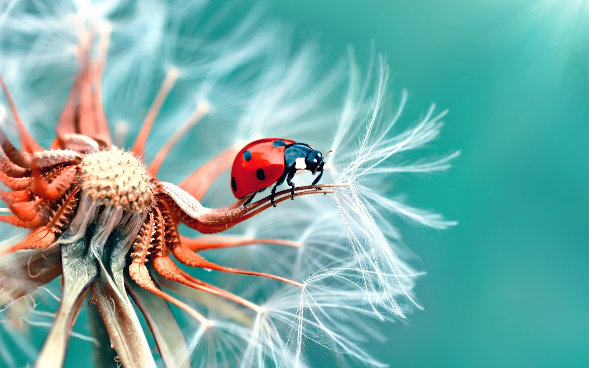 Обои Ladybug in Dandelion 1920x1200