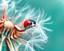 Fondo de pantalla Ladybug in Dandelion 220x176